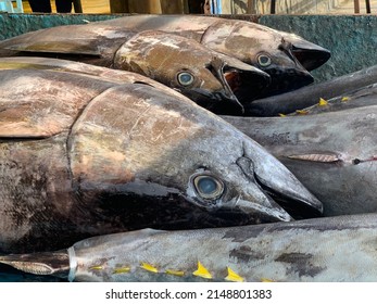 Pile Of Tuna Fish Ready To Sell In The Market