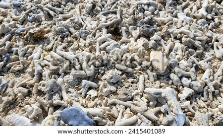 Pile of the various dead seashells
