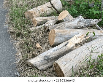 A pile of various sized cut tree logs resting on dry grass next to a paved path, ready for firewood or timber.