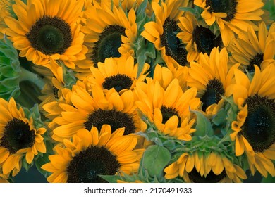 A pile of very beautiful sunflowers, which were captured using a high resolution camera, and became a very beautiful photo
