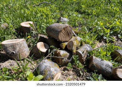 a pile of walnut logs for further processing at the sawmill, sawn walnut trunks lying on the grass