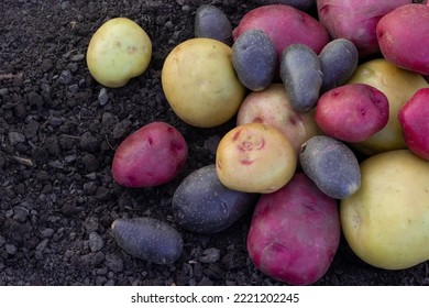 A pile of washed assorted potatoes (red, blue, yellow) are on the soil in the garden. - Powered by Shutterstock