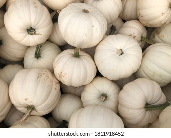 A Pile Of White American Pumpkins.