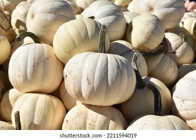 Pile Of White Pumpkins In The Fall At A Long Island Farm Stand