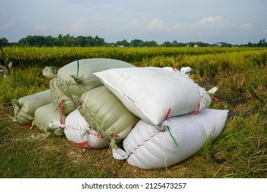 Pile Of White Rice Sacks In Green Rice Fields During Harvest Season.