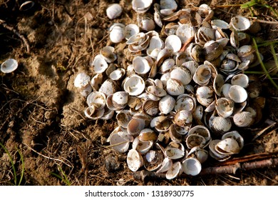 A pile of white shells