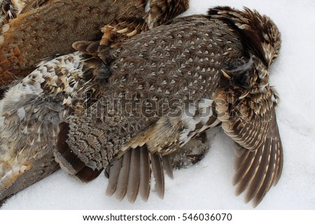 Pile of Wild Grouse after Hunt