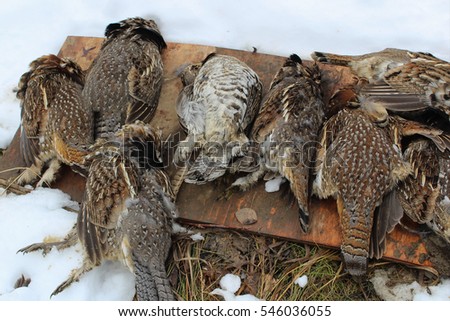 Pile of Wild Grouse after Successful Hunt