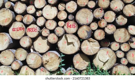 Pile Of Wood In The Forest Drone Shot