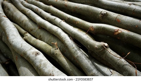 Pile Of Wood Logs , Close Up View.