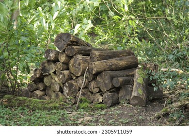 A Pile of Wood Logs Left as a Natural Insect Habitat.