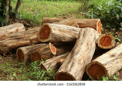 Pile Of Wood Logs, Siamese Or Thailand Rosewood