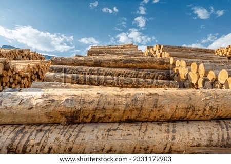 Pile of wood logs, stack of raw timber in sawmill yard frontal view with backlight and blue sky