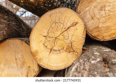 Pile Of Wood Logs Storage For Industry.Stacked Loggs Of Fire Wood Texture Background.Selective Focus.Closeup.