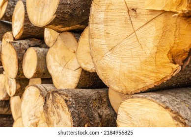 Pile Of Wood Logs Storage For Industry.Stacked Loggs Of Fire Wood Texture Background.Selective Focus.