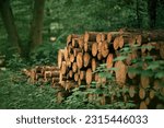 A pile of wooden logs, big trunks of tall trees cut and stacked. Stack of cut pine tree logs in a forest. Ecological Damage. Deforestation