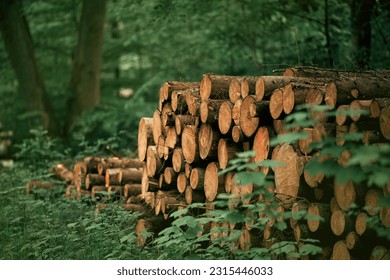 A pile of wooden logs, big trunks of tall trees cut and stacked. Stack of cut pine tree logs in a forest. Ecological Damage. Deforestation's Impact on European Evergreen Forests.