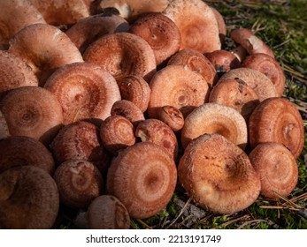 Pile Of Woolly Milkcap Or The Bearded Milkcap (Lactarius Torminosus) Cut And Placed On The Forest Ground. Mushroom Picking. Edible After Parboiling