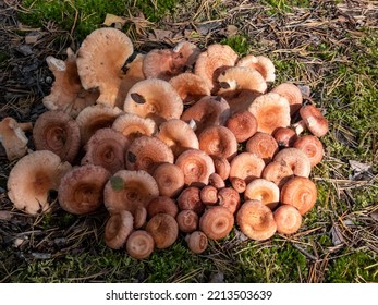 Pile Of Woolly Milkcap Or The Bearded Milkcap (Lactarius Torminosus) Cut And Placed On The Forest Ground. Mushroom Picking. Edible After Parboiling