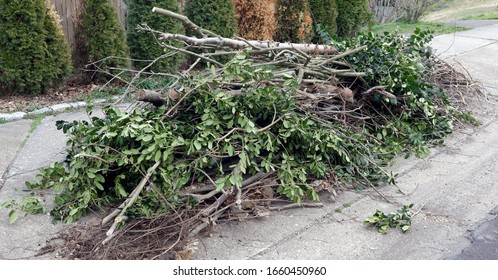 Pile Of Yard Cleanup Clippings. Branches And Limbs.