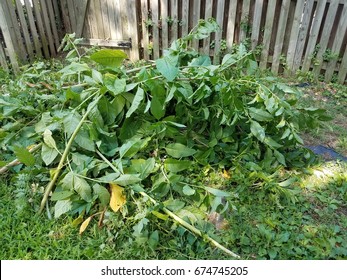 Pile Of Yard Debris