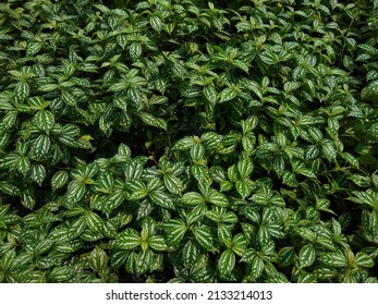 The aluminium Plant or watermelon Pilea (Pilea Cadierei) Plant, Close-up View