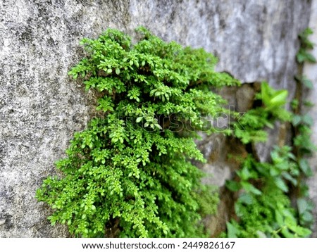 Pilea microphylla also known as angeloweed,artillery plant, joypowder plant or (in Latin America) [brilhantina is an annual plant growing on the wall