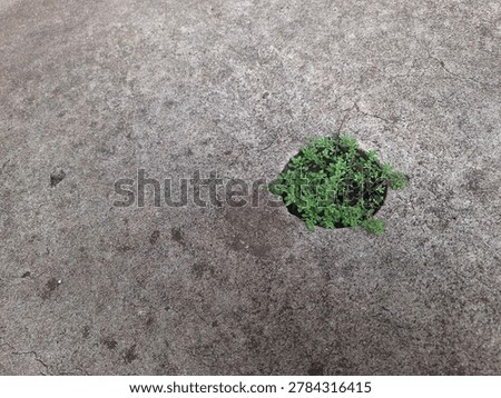 Pilea Microphylla with Tiny Dense Leaves and Delicate Green Groundcover Texture