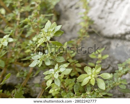 Pilea Microphylla is a type of weed that can complement ornamental plants and can also be used as medicine