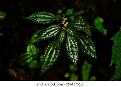 Pilea Pellionioides, A Rare Clearweed.