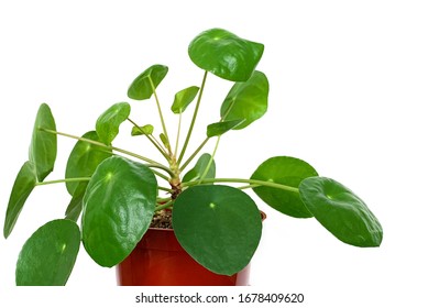 Pilea Peperomia, Pancake Plant, UFO Plant, Chinese Money Plant On White Background