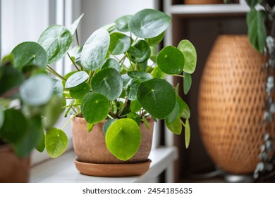 Pilea peperomioides in terracotta pot, lush bush with several potted Chinese money plant on windowsill at home. Decorative houseplant in interior of house. Indoor garden concept - Powered by Shutterstock