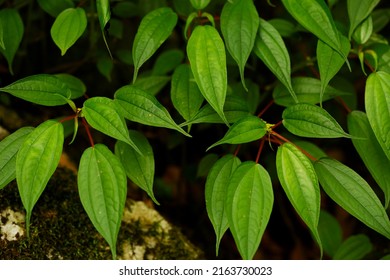 Pilea Plataniflora, A Common Clearweed.