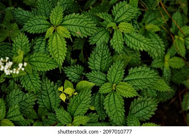 Pilea Sinofasciata, A Local Clearweed.