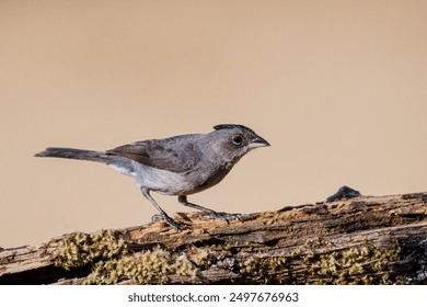 Pileated Finch on tree trunk in close up