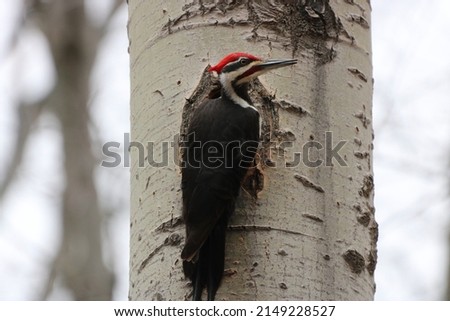 Pileated wood pecker on tree