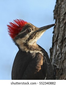 Pileated Woodpecker