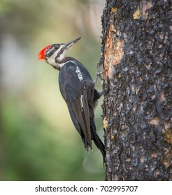 Pileated Woodpecker