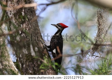  Pileated woodpecker Arthur R. Marshall Loxahatchee National Wildlife Refuge