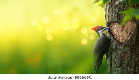 Pileated woodpecker bird carving a heart shaped hole in a tree. Romantic magical forest background with copy space.