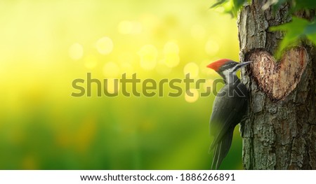 Pileated woodpecker bird carving a heart shaped hole in a tree. Romantic magical forest background with copy space.