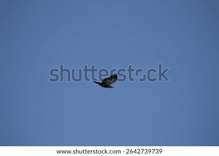 pileated woodpecker bird in flight