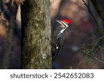 The pileated woodpecker.The bird native to North America.Currently the largest woodpecker in the United States after the critically endangered and possibly extinct ivory woodpecker.