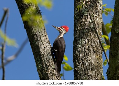 The pileated woodpecker.The bird native to North America.Currently the largest woodpecker in the United States after the critically endangered and possibly extinct ivory woodpecker. - Shutterstock ID 1788857738