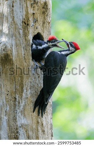 Pileated Woodpecker bird at Vancouver BC Canada