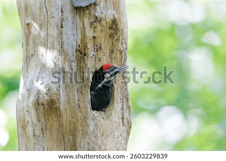 Pileated Woodpecker bird at Vancouver BC Canada