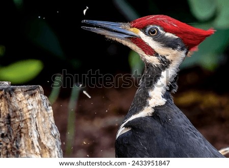 Pileated Woodpecker at the bottom of the garden