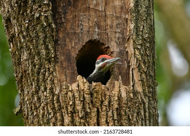 Pileated Woodpecker Chick Looking our from its Nest in a Hollow of a Dead Ash Tree. - Shutterstock ID 2163728481