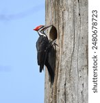 Pileated Woodpecker climbing a tree. 