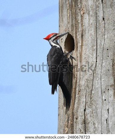 Pileated Woodpecker climbing a tree. 
